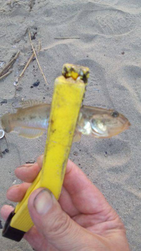 ハゼングからのアジング